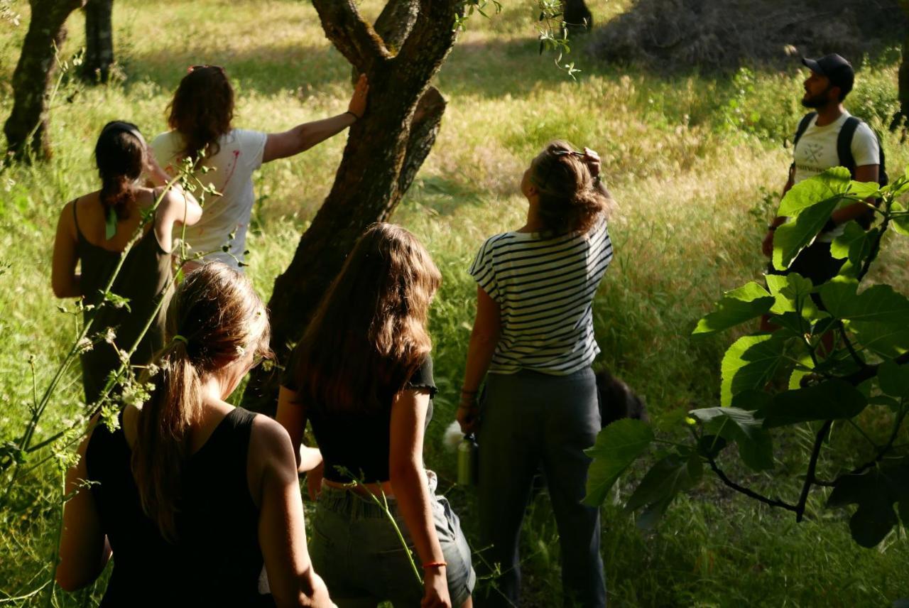 Quinta De Sao Pedro De Vir-A-Corca Em Monsanto Bed & Breakfast Eksteriør bilde